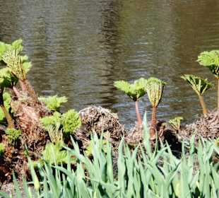 Blumenpracht im Keukenhof