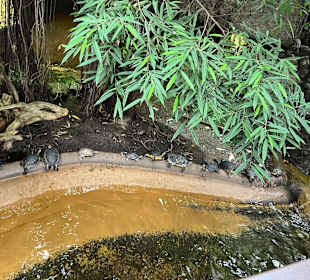 Aquazoo Löbbecke Museum Düsseldorf