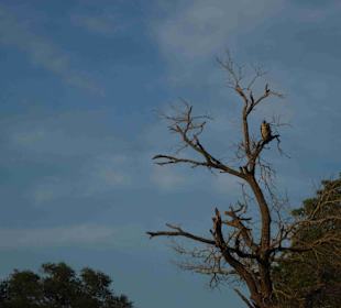 Krüger Nationalpark