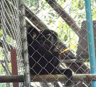 Gibbon