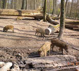 Die Wildschweine