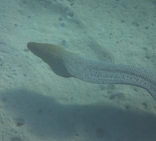 Schnorcheln beim Fort Arabesque