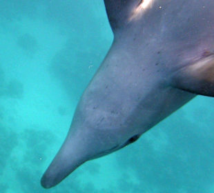 Delfintour 11.10.2013