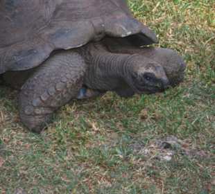 Riesenschildkröte im Hallerpark