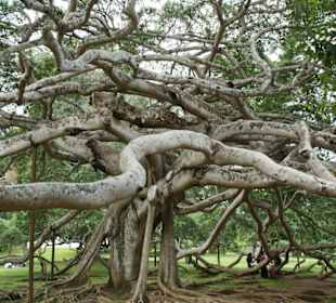 Benjamin im Botanischen Garten