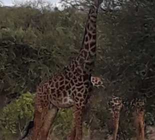 Giraffe