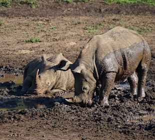 Rhinos im Hluhluwe NP