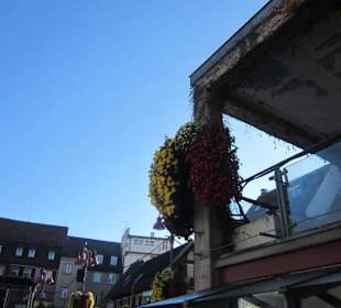 Chrysanthema Lahr
