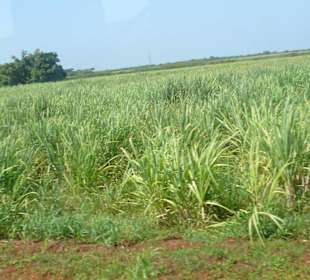 Zuckerrohrfeld