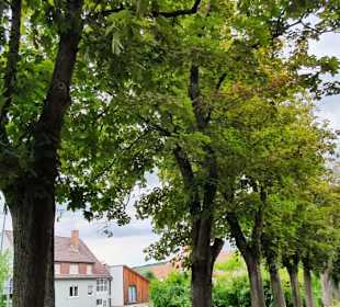 Die Allee 
