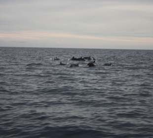 Sunset Dolphin Tour