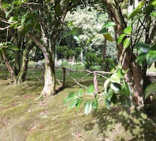 Parque Terra Nostra