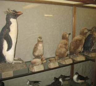 Naturhistorisches Museum