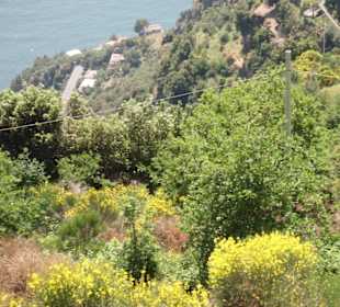 Abwechslungsreiche Pflanzenwelt