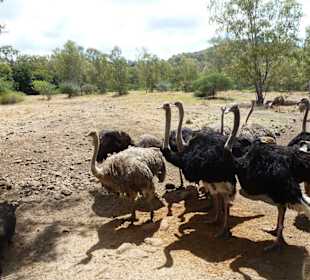 Casela Bird Park