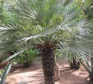 Jardin Majorelle