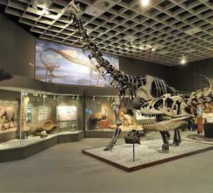 In der Abteilung der Dinosaurier