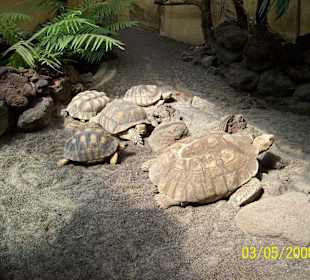Schildkröten