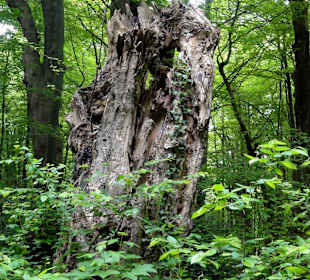 Im Urwaldbereich des Hasbruch