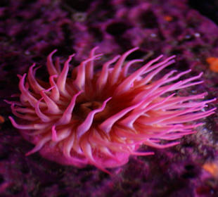 Wunderschöne Pflanzen