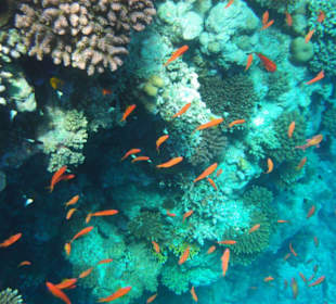 Korallen und Fische