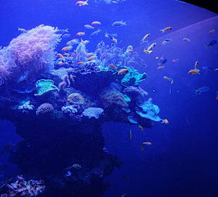 Sehr schön, als wäre man selber tauchen würde.