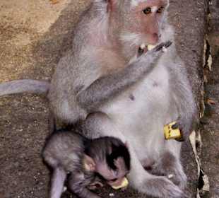 Affenmama mit Baby