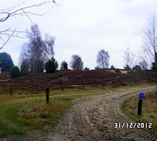 In der Heide bei Undeloh