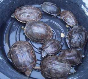 Schildkröten