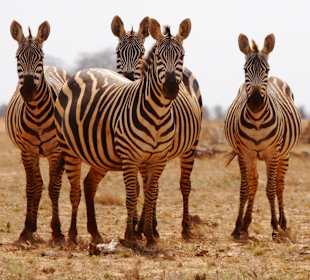 Zebras Tsavo Ost