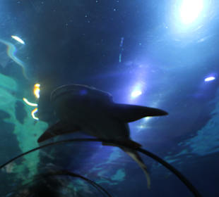 Aquario - Glastunnel