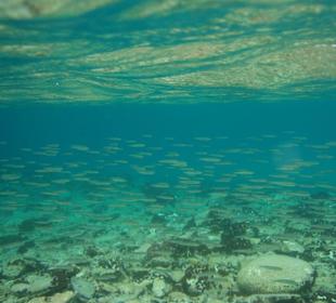 "Holidays and more" - Tauchen in Chalkidiki