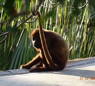 Äffchen im Hafen von Cartagena