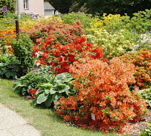 Azaleengarten