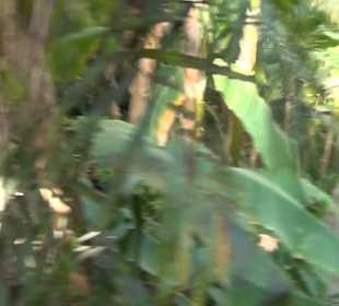 Real Jardín Botánico de Madrid