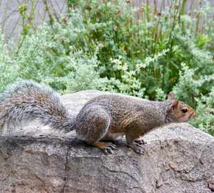 Tamme eekhoorn in het park