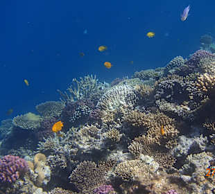 Korallen Riff mit Fisch