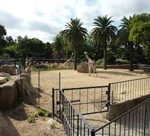 Giraffen