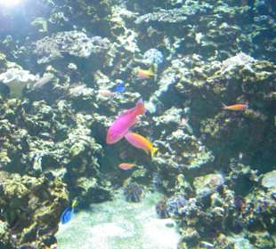 Bunte Fische im Sea Life