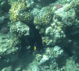 Riff Korallen - Hotel Citadel Azur Resort