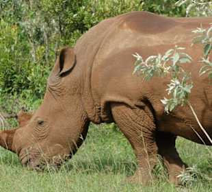 Zu Fuß an die Nashörner