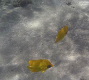Schnorcheln am Hotelstrand
