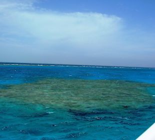 Dolphintour mit Oototo zum Zweiten