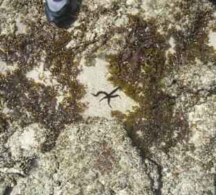 Ausflug Glasbodenboot Diani Beach