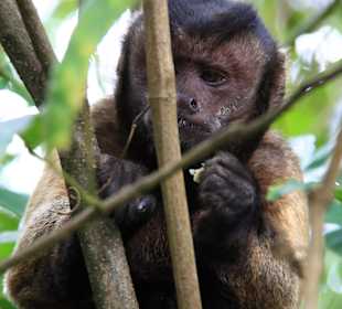 Affe