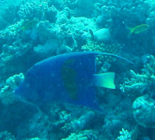 Schnorcheln Makadi Bay