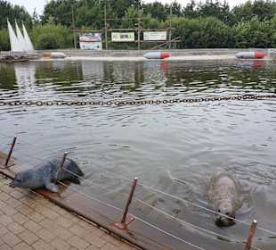 Westküstenpark & Robbarium 