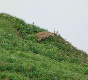 Steinbock hinter dem Gipfelkreuz