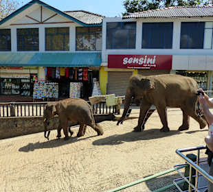 Elefanten i gehen durch die Stadt