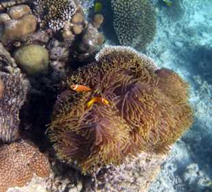 Анемон и клоуны